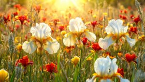 Удивительные истории из жизни - Свобода после долгого ожидания...