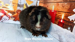 Мари Мистик Евгеника #морскаясвинка #американский_тедди #морские_свинки