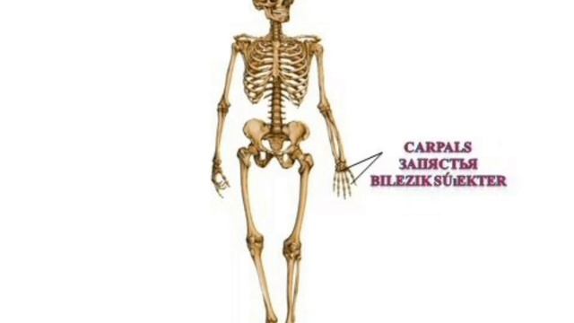 Тірек-қимыл жүйесі смотреть онлайн