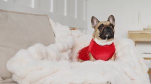 Нарядная одежда для собак