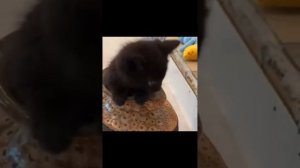 Веселые видео с котиками #21😼