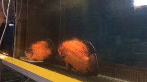 Астронотус рэд