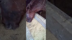 Откорм Овец Баранов