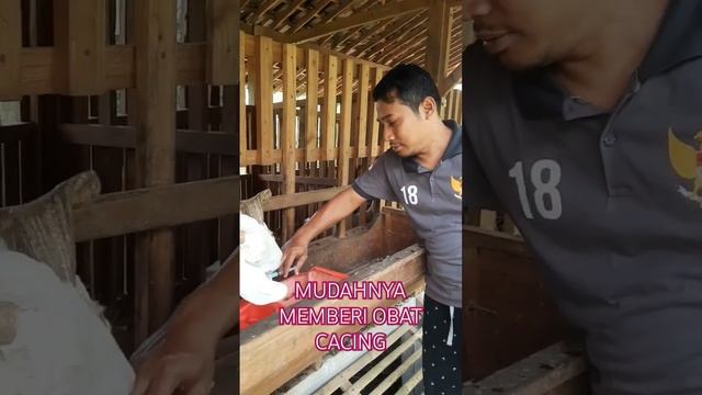 Mudahnya memberi obat cacing pada kambing #kambinglucu #vidioshortviral #peternakan