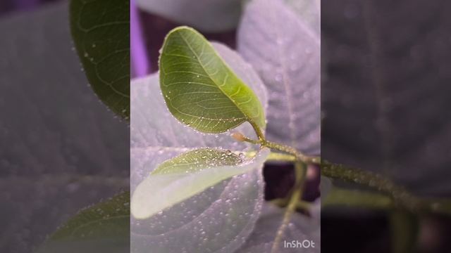 Эвкалипты малыши Это ЛЮБОВЬ