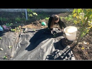 Как посадить клубнику на агроволокно(удобный способ)!