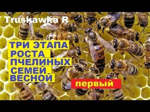 #пчёлы. Как развиваются пчёлы весной!!!! Почему пчёл много, а расплода нет... смотреть онлайн