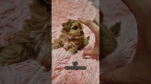 Питомник щенков Мальтипу