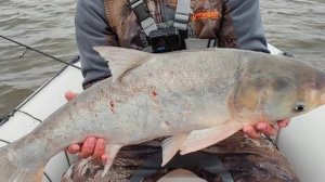 Ловля осенью на Дону. ДЕНЬ ВТОРОЙ