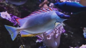 Underwater 4K VIDEO - Stunning Footage Of Marine Life, Sea Animals and Coral Reef with Calming Music