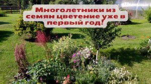 Многолетники из семян цветение уже в первый год!