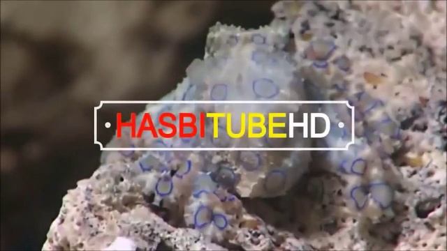 flora fauna australia смотреть онлайн