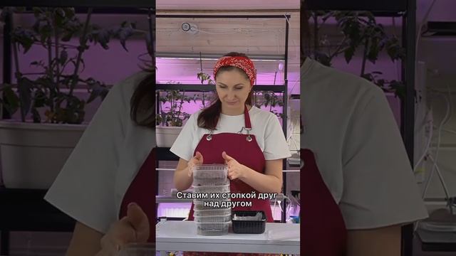 Микро зелень без проблем 🌱