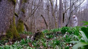 Подснежники в Красной Поляне. Snowdrops in March