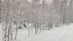 Канадский волк - гибрид. Сибирь. Ноябрь, месяц контрастов.
