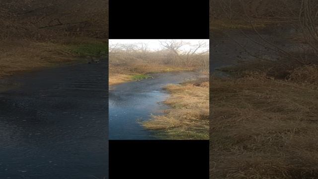 Вау, какие красивые 🦆 уточки плавают в реке