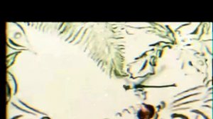 ВЕСËЛЫЙ СТАРИЧОК EDIT