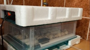 Через три дня всё случится! Инкубация в китайском инкубаторе.