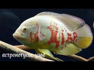 астронотусы: уход и содержание