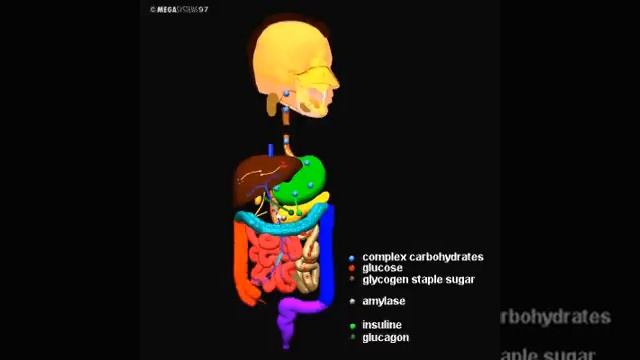 Работа пищеварительной системы смотреть онлайн