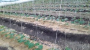 Выращивание огурца в теплице от А до Я. Выпуск #5 #землядел #выращивание #garden #огород