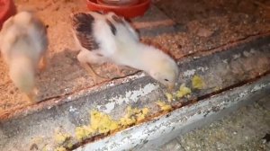 JÕJALARNI BOQISH SIRLARI ЖУЖАЛАРНИ БОКИШ СИРЛАРИ