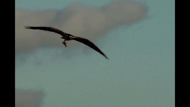 Dolina Wisły 2.MP4 смотреть онлайн