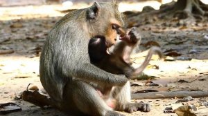 Extremely scared / Angel gave terrible warn block milk new born Adler no mercy on land