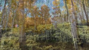 Лес Пандо. Один из самых больших и старейших организмов на земле.