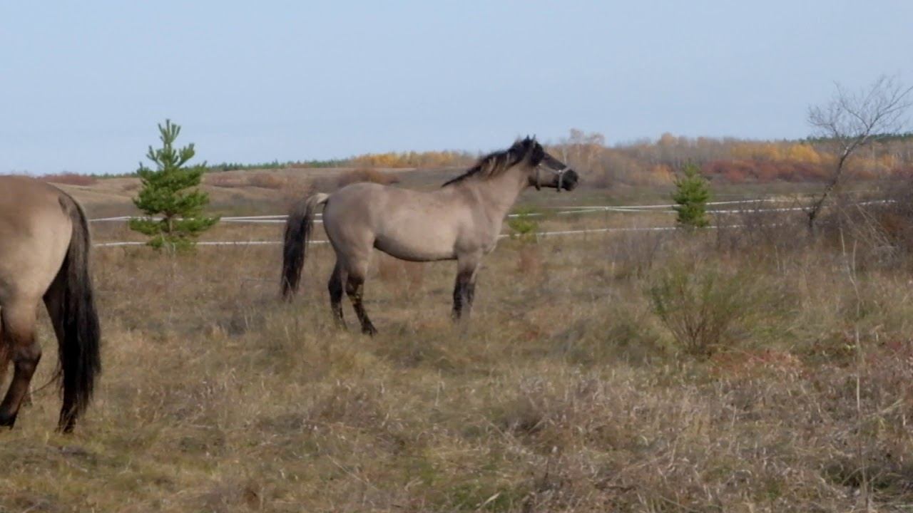 Вяточки). Поселение родовых поместий "Родославное" смотреть онлайн