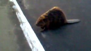 Саня, это бобёр