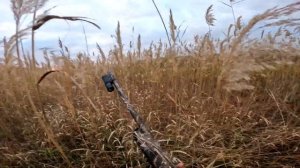 Огромная стая уток исчезла в ночи Охота на утку и фазана
