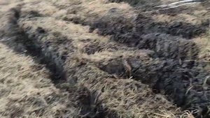 Танки грязи не боятся. мтз 82 штурмует болото.