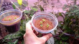 Пахиподиумы Суккулентум и Биспинозум из семян