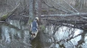 Русская охота Весна идет  Забытую песню валдшнеп несет задумчиво в елках летя