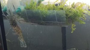 Macrobrachium nipponense Креветка речная японская Apartment for giants