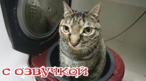 Приколы с котами! Смешные коты! - С ОЗВУЧКОЙ! очень СМЕШНЫЕ ЖИВОТНЫЕ!