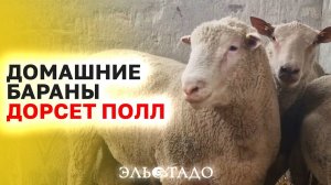 Племенные бараны Дорсет Полл! Идеальная порода овец для разведения! Дорсет овцы, как бизнес идея