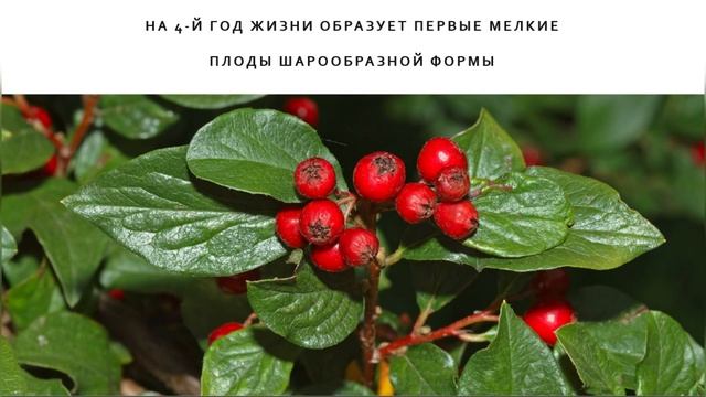Кизильник Блестящий