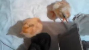 выведение цыплят в инкубаторе