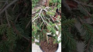 ❤🌲На штамбе красивые хвойные и лиственные | Telegram: https://t.me/love_is_hvoiny_dvorik