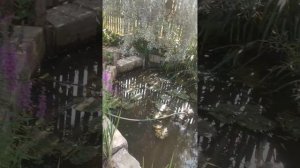 Пруд своими силами на своем участке с использованием циркуляции воды через биотоп.