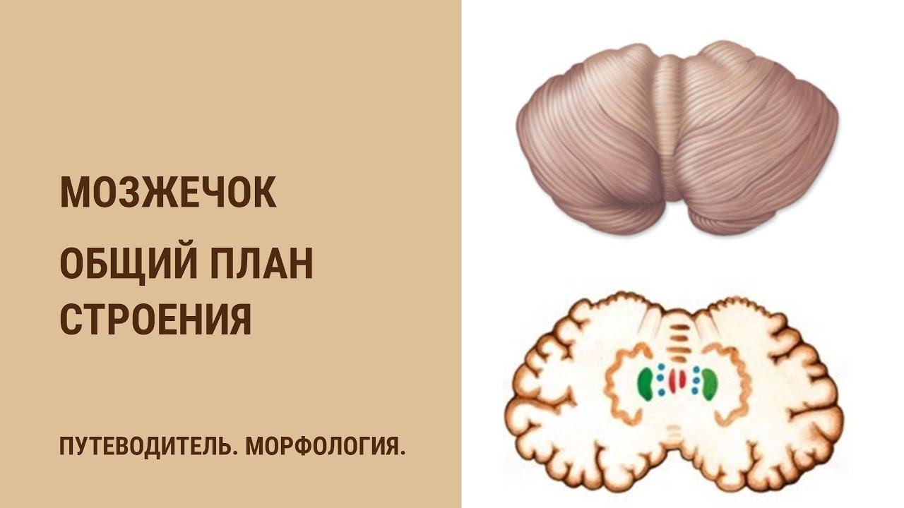 Мозжечок. Общий план строения