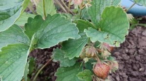 Клубника  "Вима Ксима".