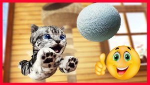 Котенок СИМУЛЯТОР мимимишки веселое РАЗВЛЕКАТЕЛЬНОЕ ВИДЕО для детей Мой Маленький котик#KGSTV