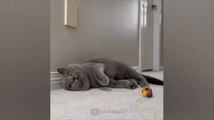 #80 Самые смешные животные. Приколы с котами и собаками