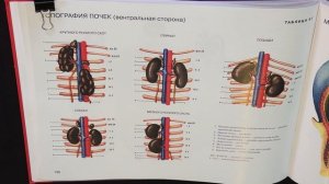 Строение мочеточника