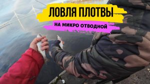 #рыбалка | Ловим осеннюю плотву на спиннинг |Микро отводной - лучший монтаж |