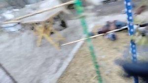 Ярмарка голубей г.Тула 24.11.24