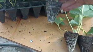 Рассада Клери 2024